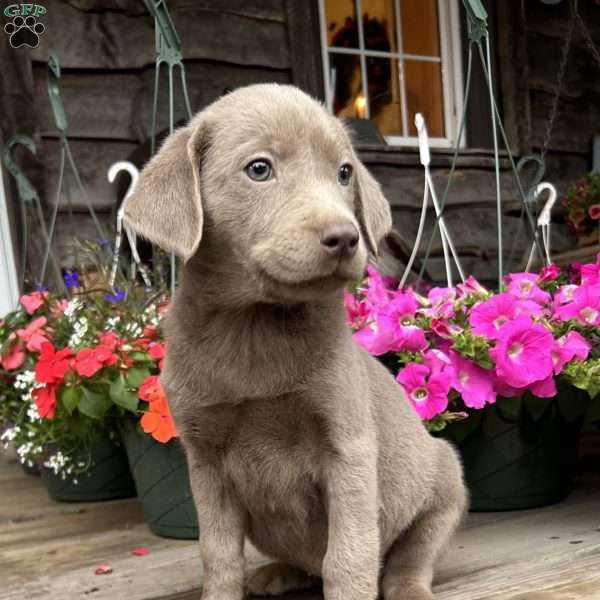 Bella, Silver Labrador Retriever Puppy